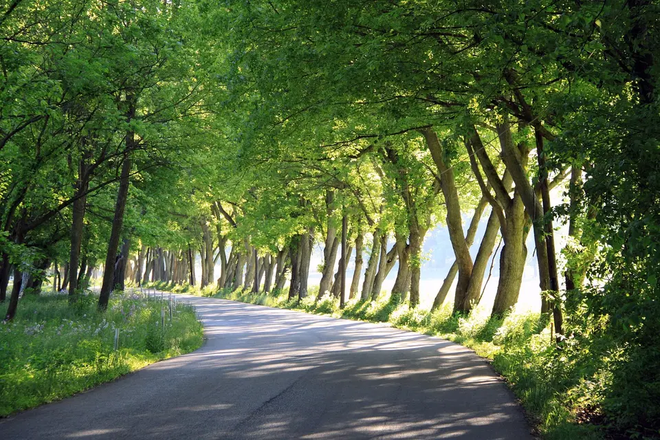 Ein ruhiger, von Bäumen gesäumter Weg im Morgenlicht.